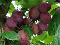 2011-0816-1400_Plums_18,9C